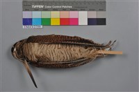 藏品(山鷸)的圖片